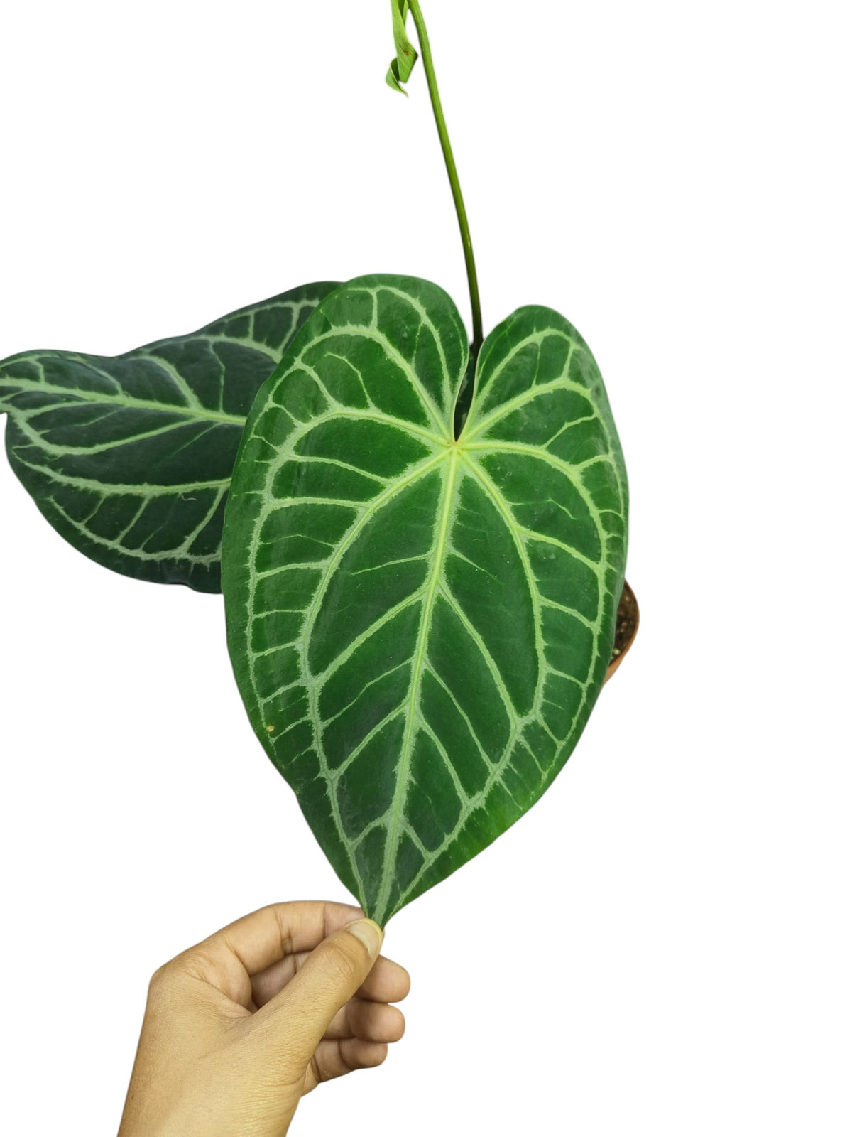 Anthurium Cristal x Mag