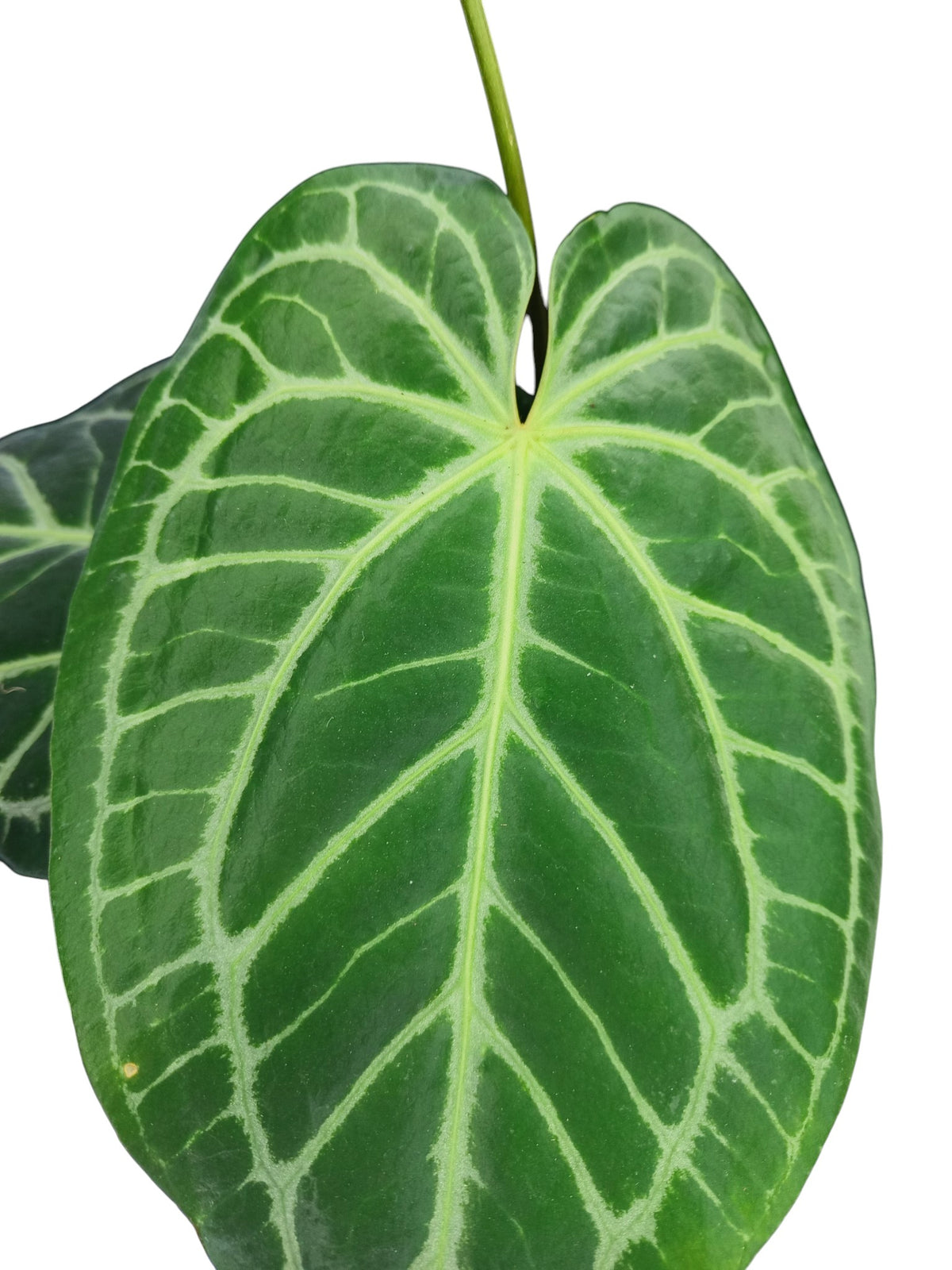 Anthurium Cristal x Mag