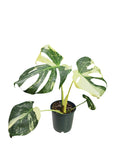 Monstera Thai Mutation