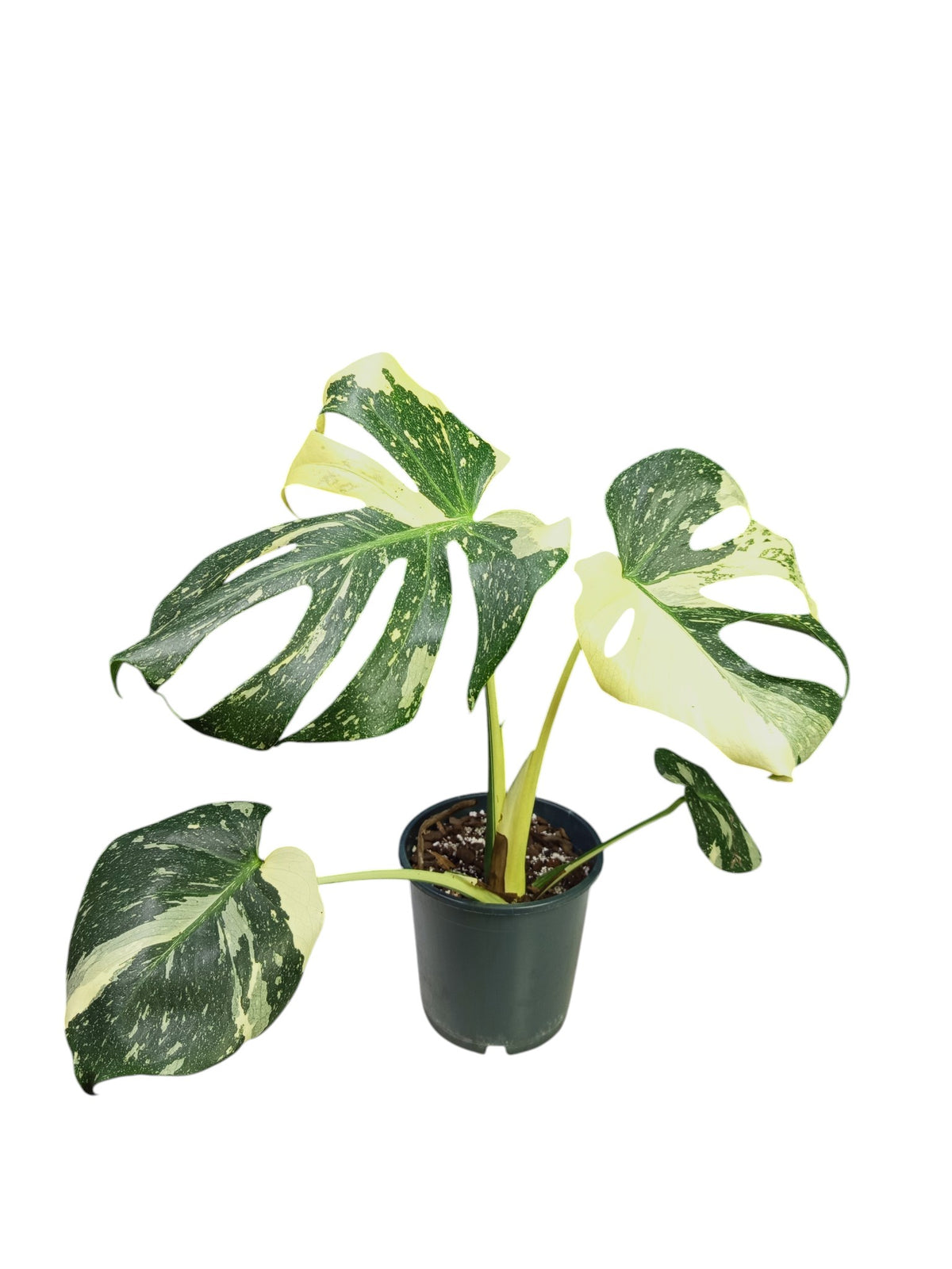 Monstera Thai Mutation