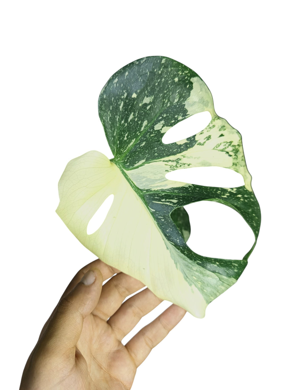 Monstera Thai Mutation