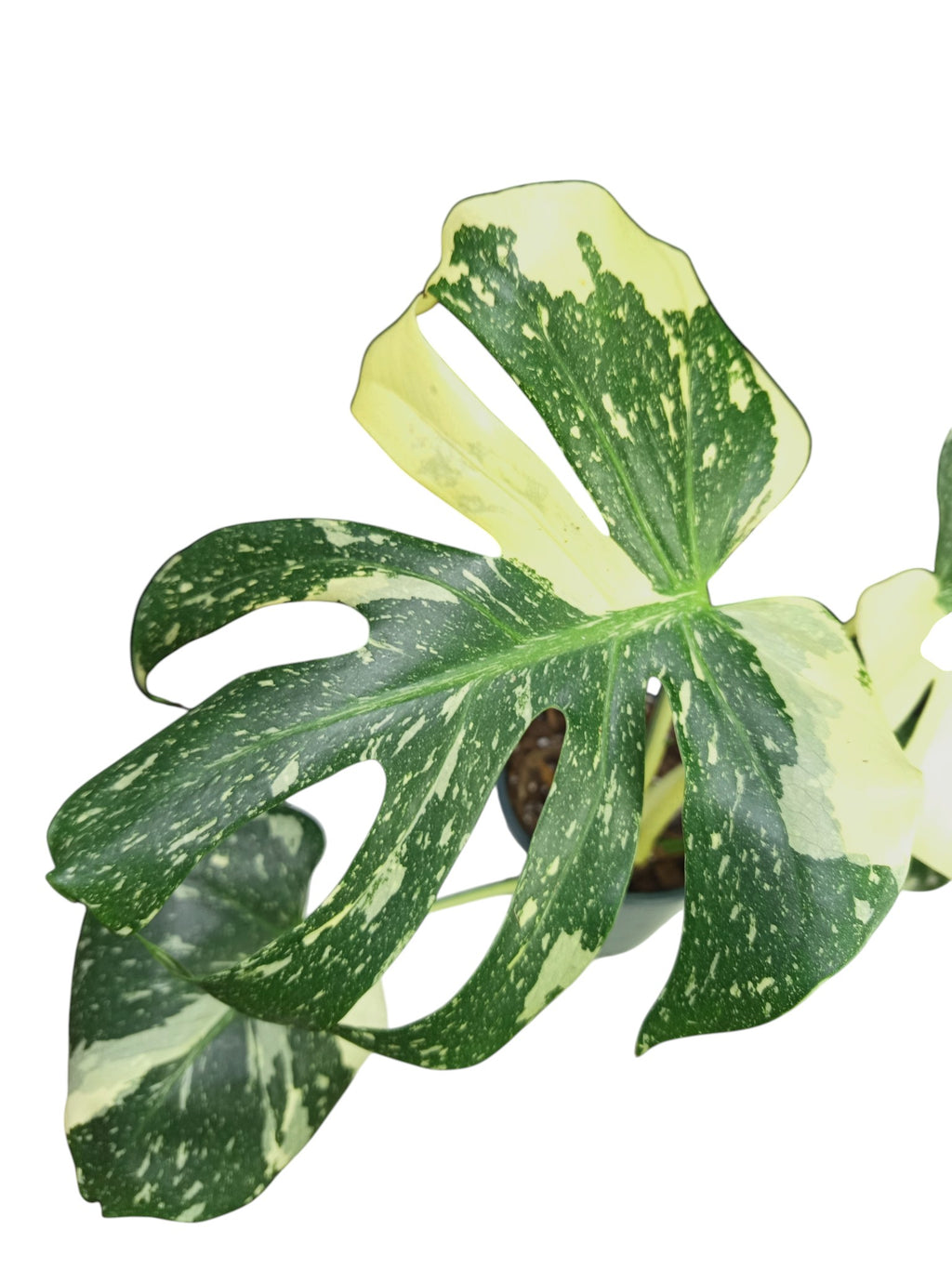Monstera Thai Mutation