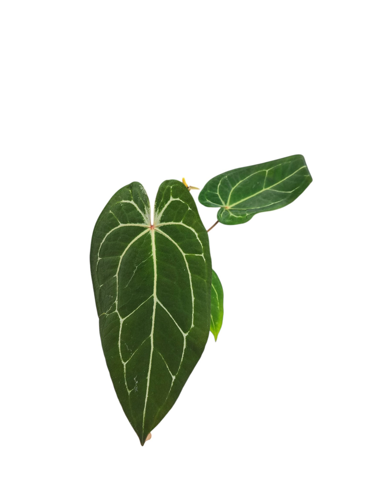Anthurium Red Spider & Forgetii X Besseae aff