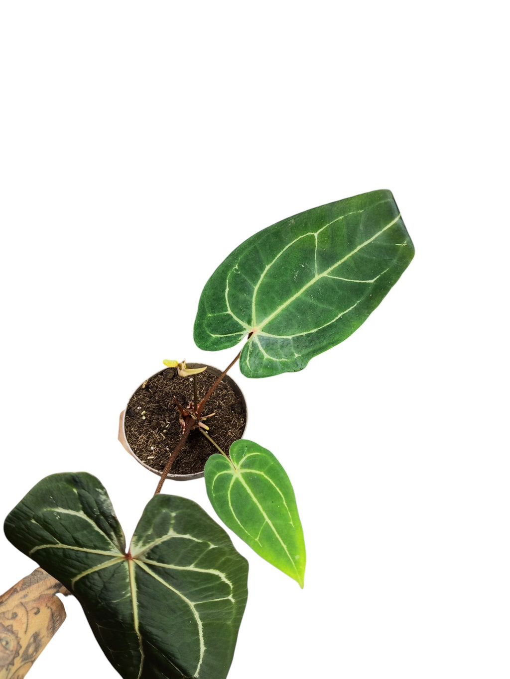 Anthurium Red Spider & Forgetii X Besseae aff
