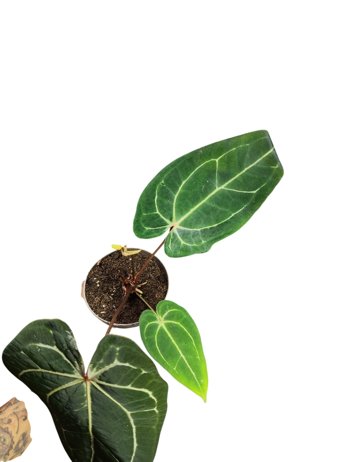 Anthurium Red Spider & Forgetii X Besseae aff