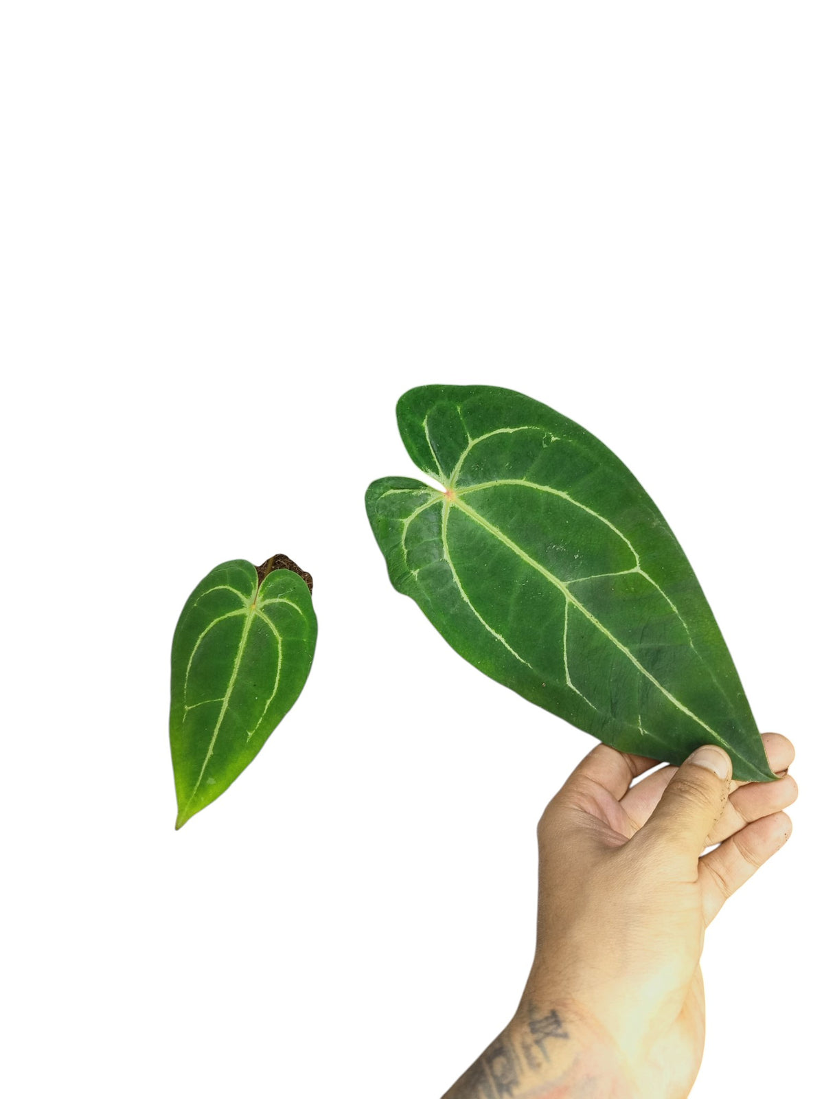 Anthurium Red Spider & Forgetii X Besseae aff