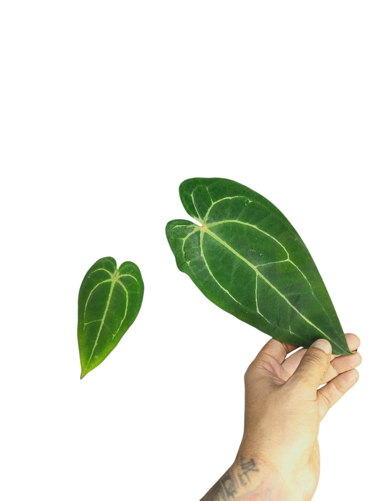 Anthurium Red Spider & Forgetii X Besseae aff
