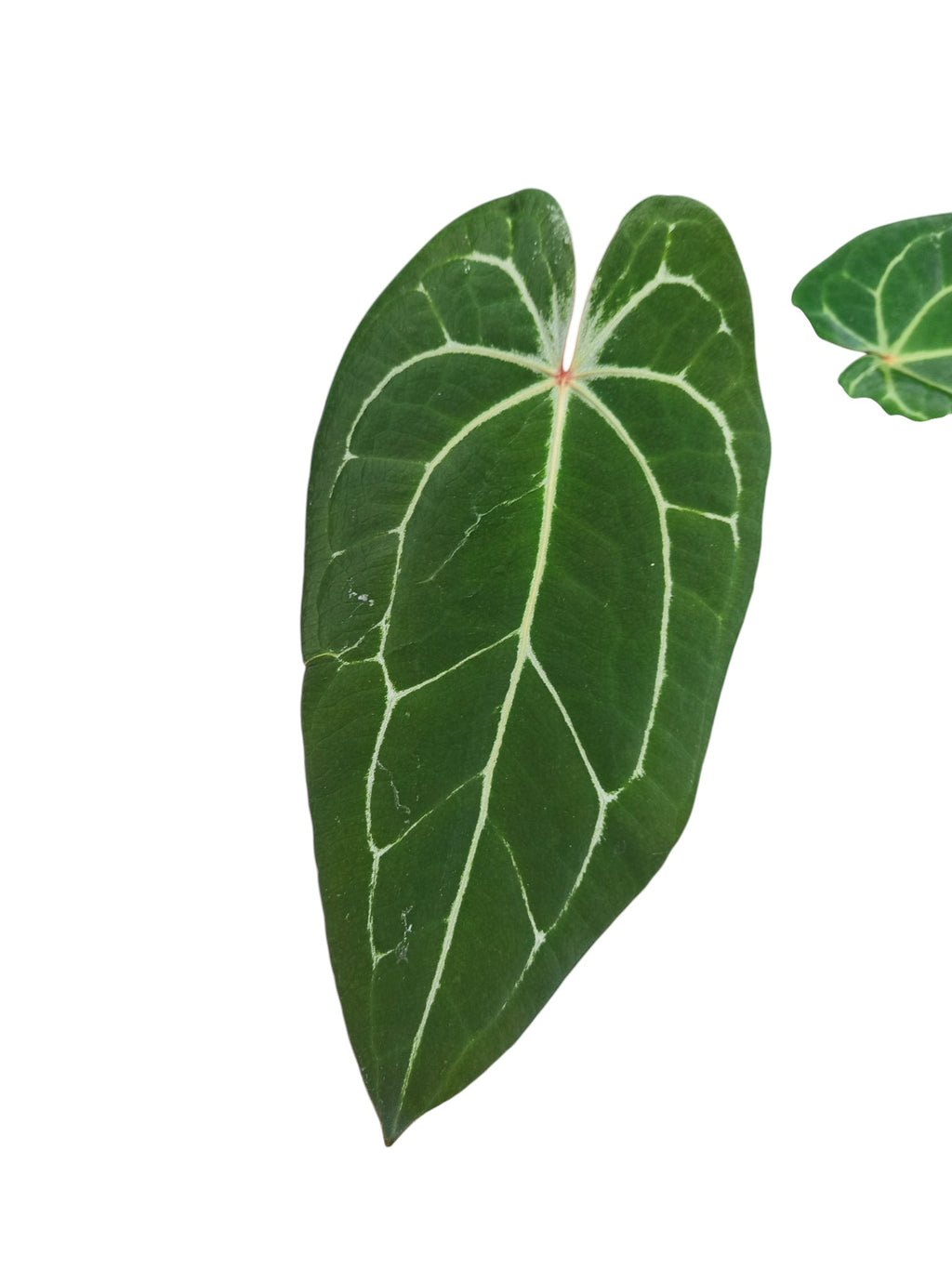 Anthurium Red Spider & Forgetii X Besseae aff