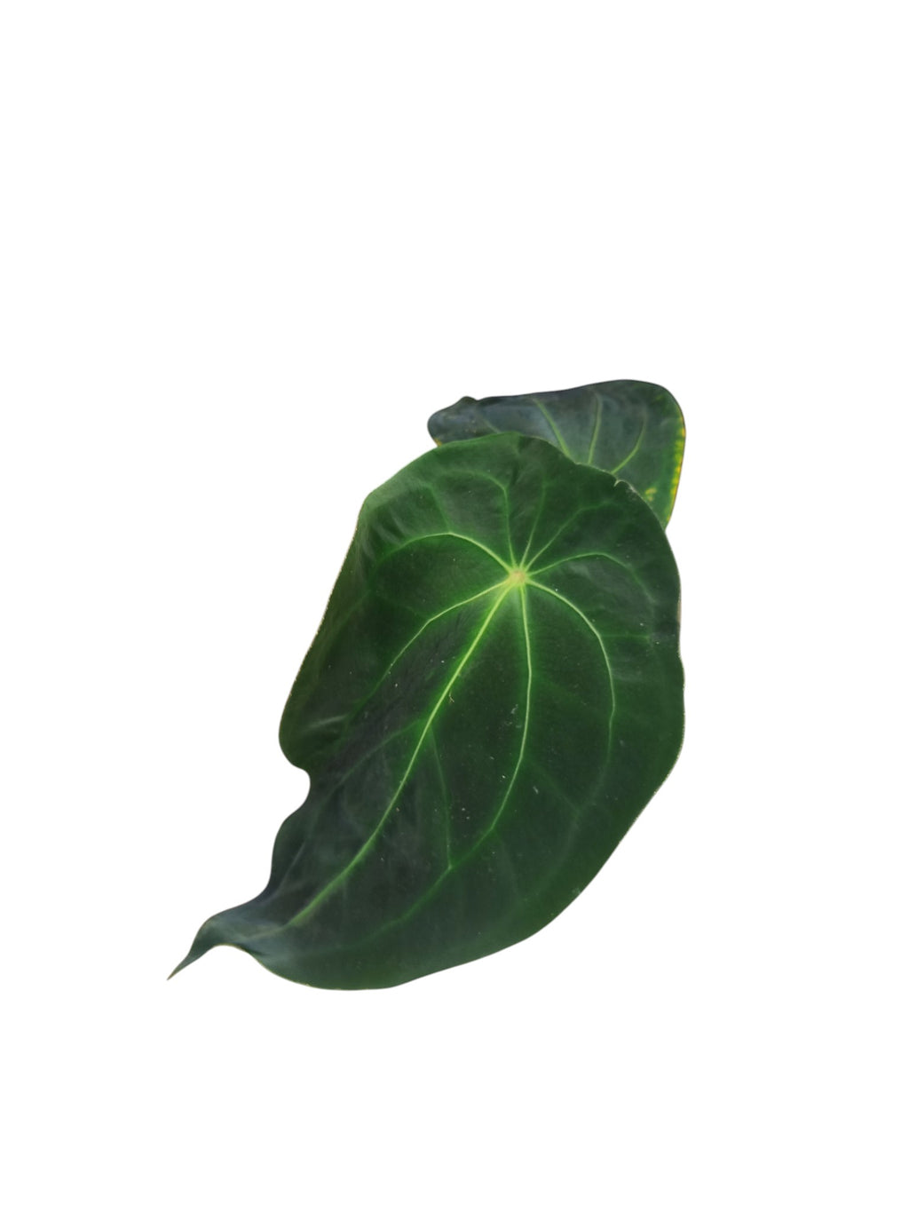 Anthurium Red Spider x Forgetii