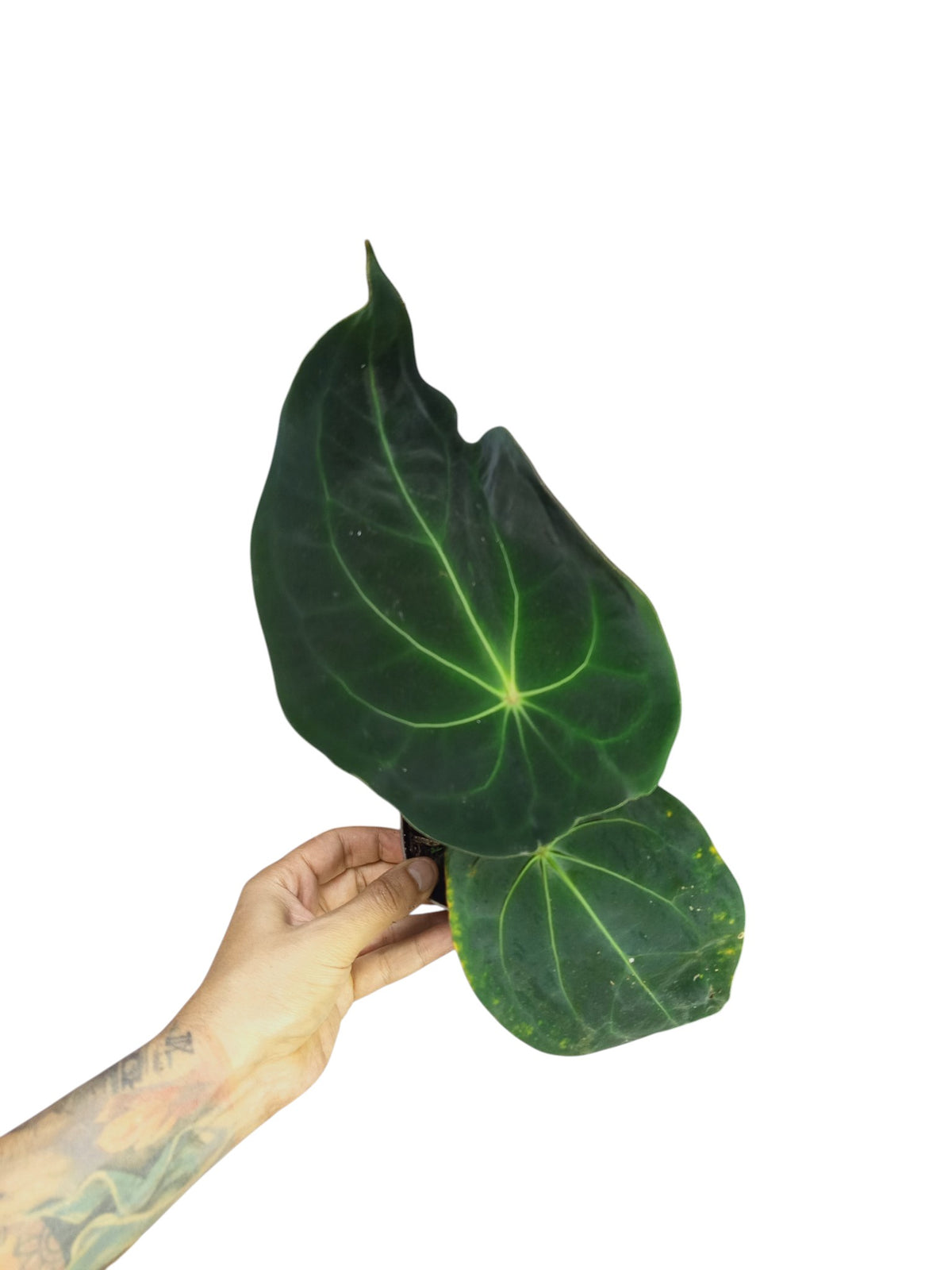 Anthurium Red Spider x Forgetii