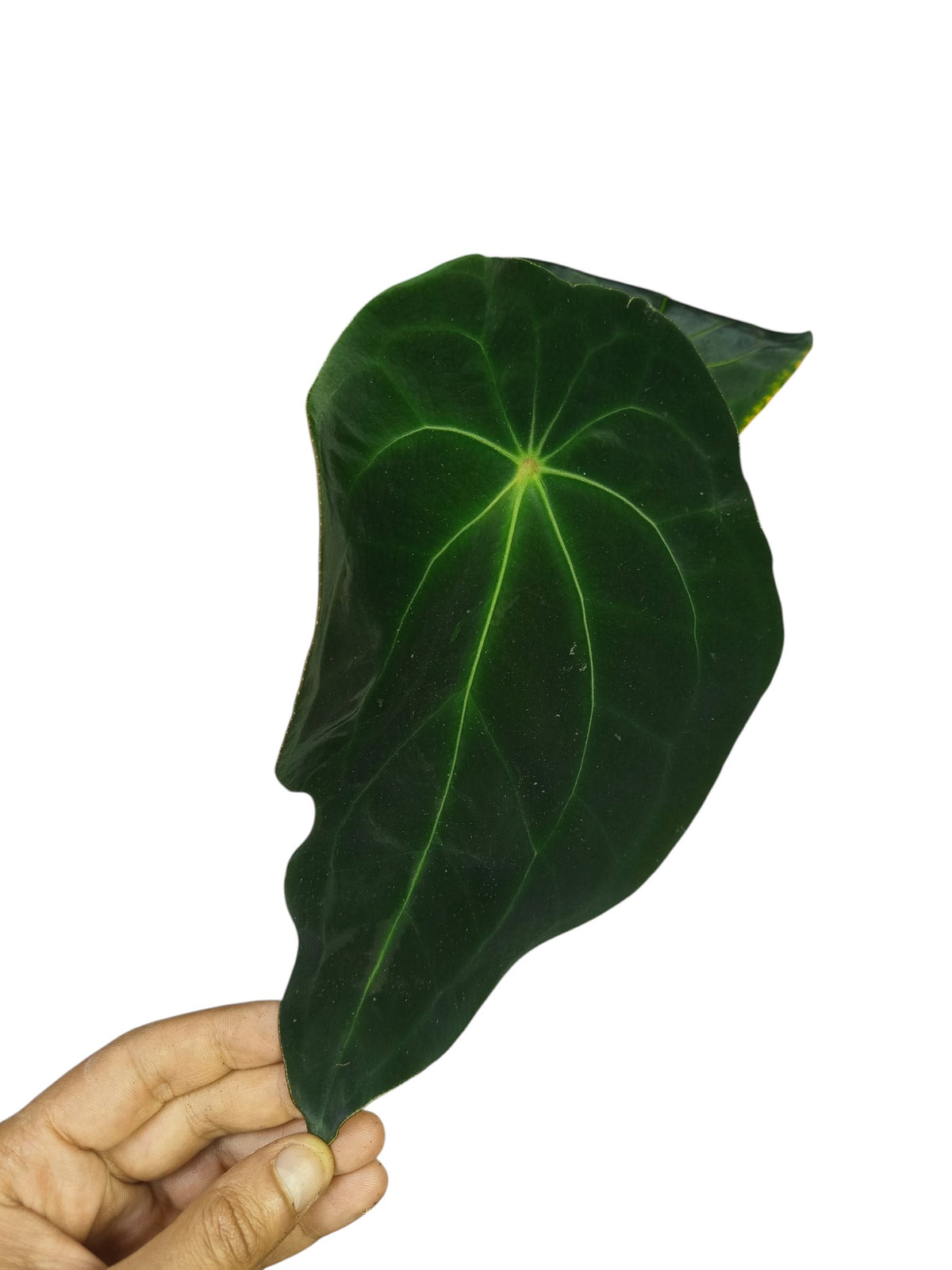 Anthurium Red Spider x Forgetii