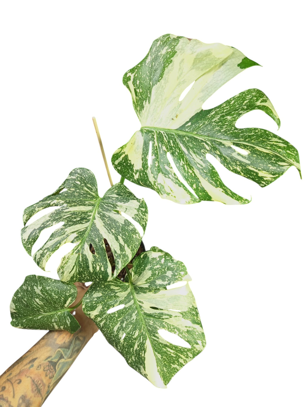 Monstera Platinum