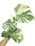 Monstera Platinum