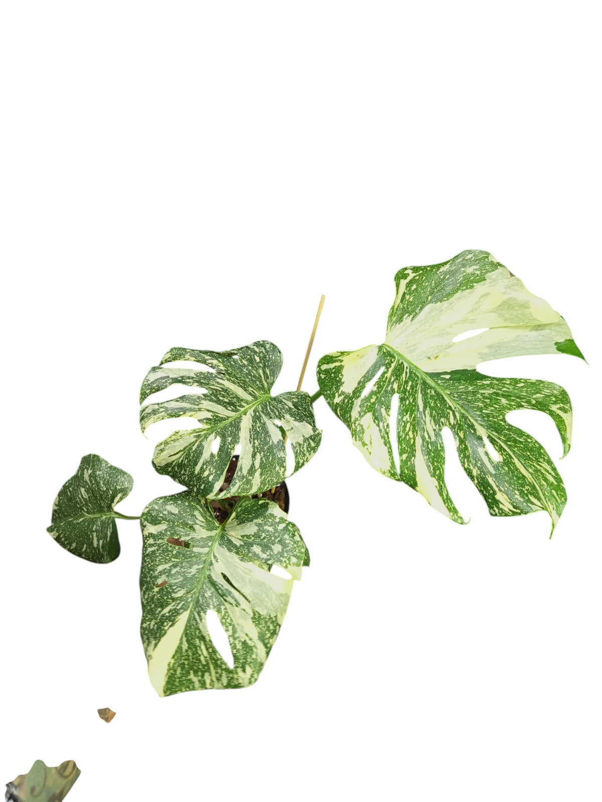 Monstera Platinum