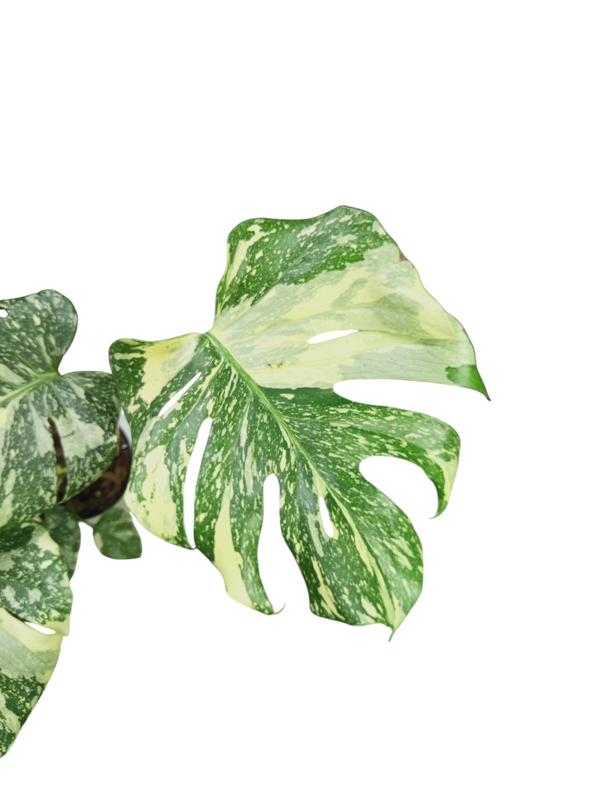Monstera Platinum