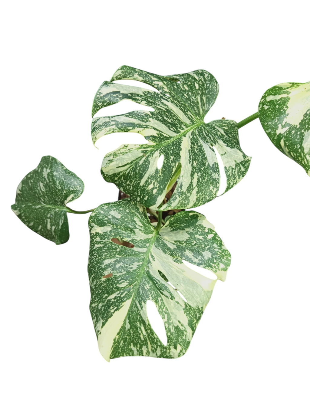 Monstera Platinum