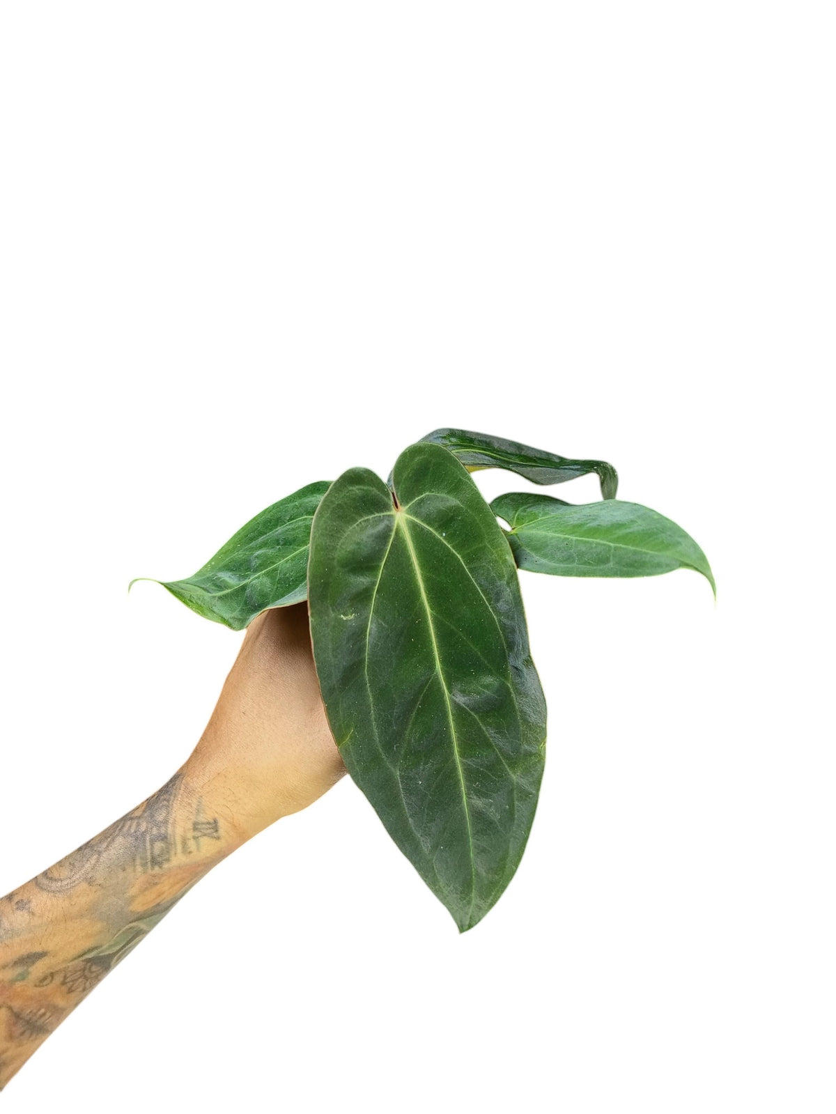Anthurium Papillilaminum