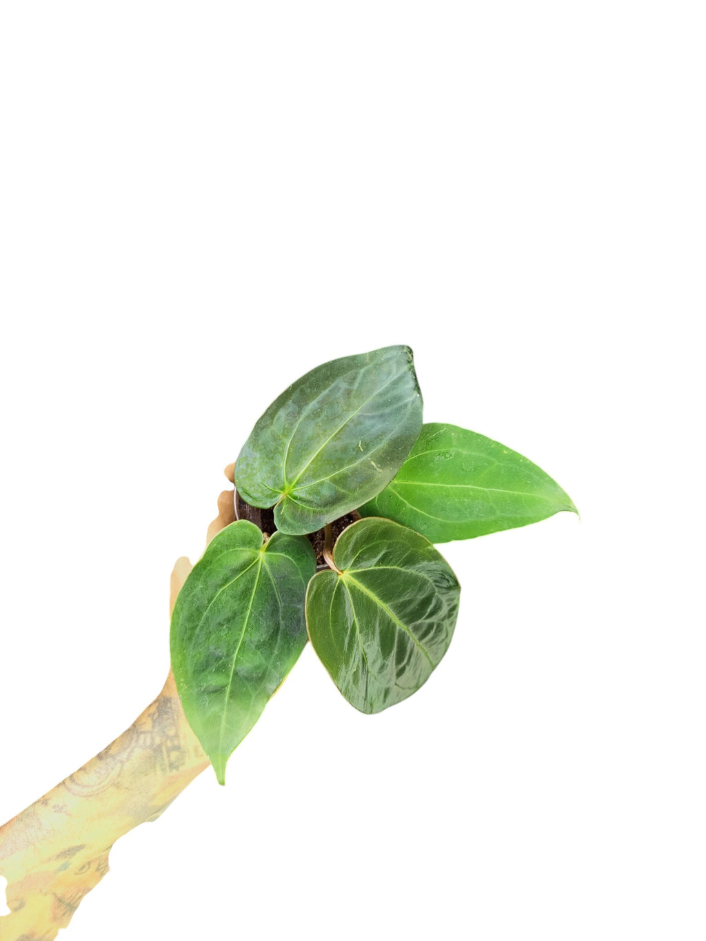 Anthurium Papillilaminum