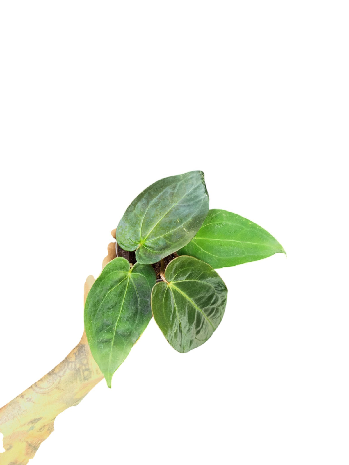 Anthurium Papillilaminum