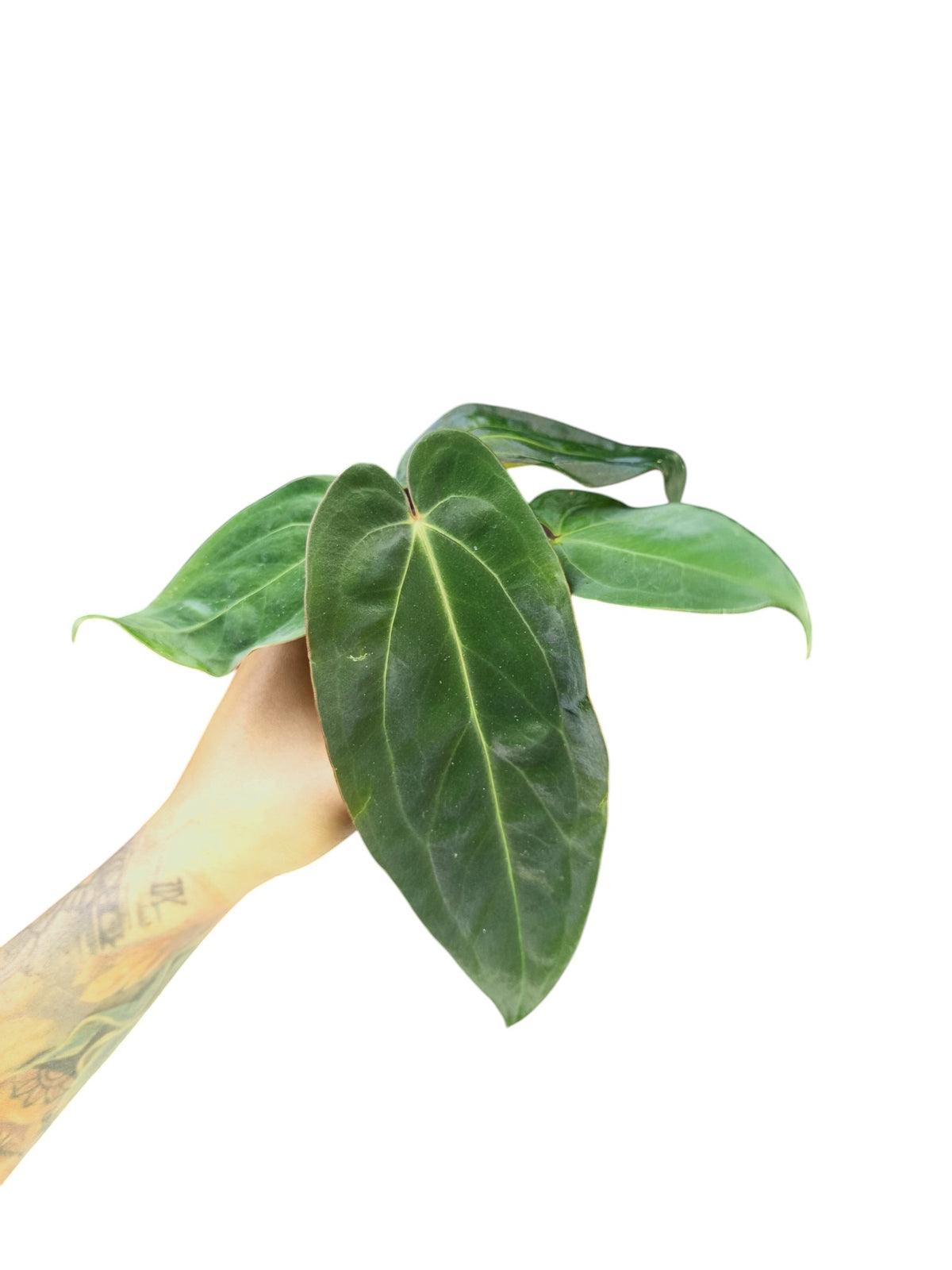 Anthurium Papillilaminum