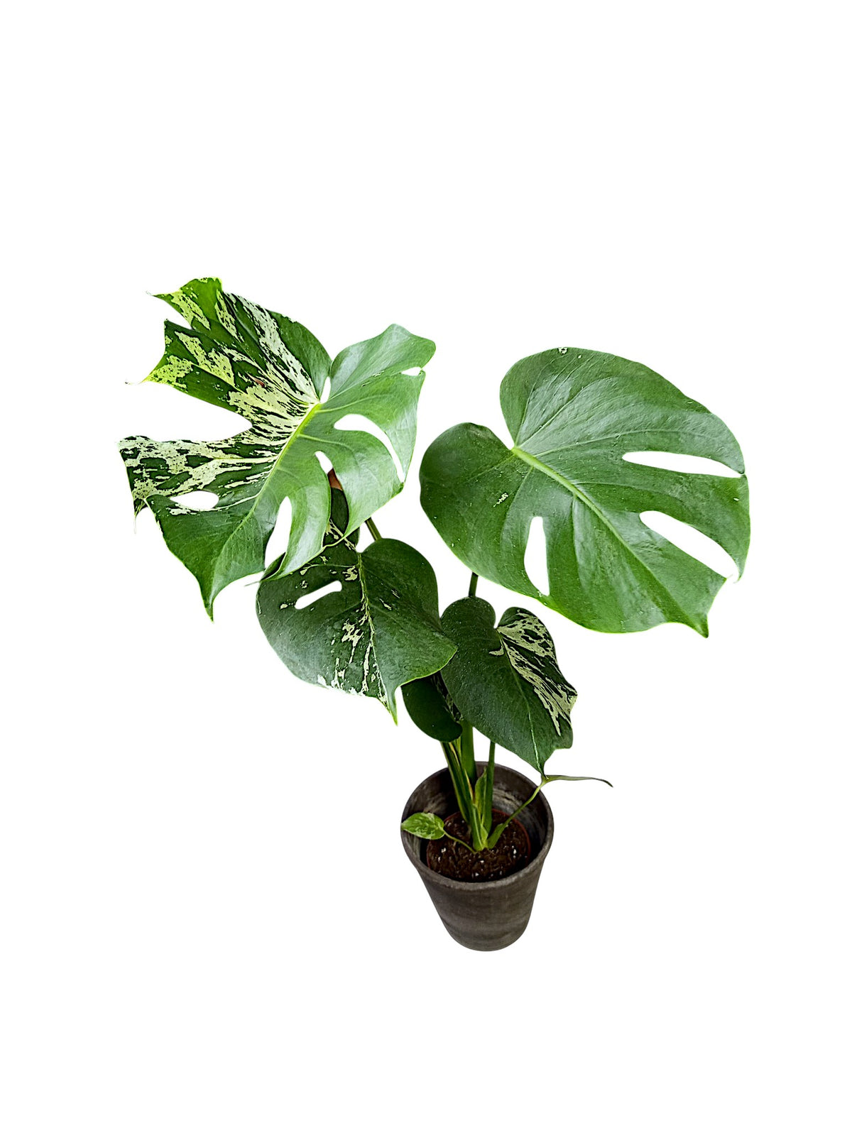 Monstera Bulbasaur Variegated