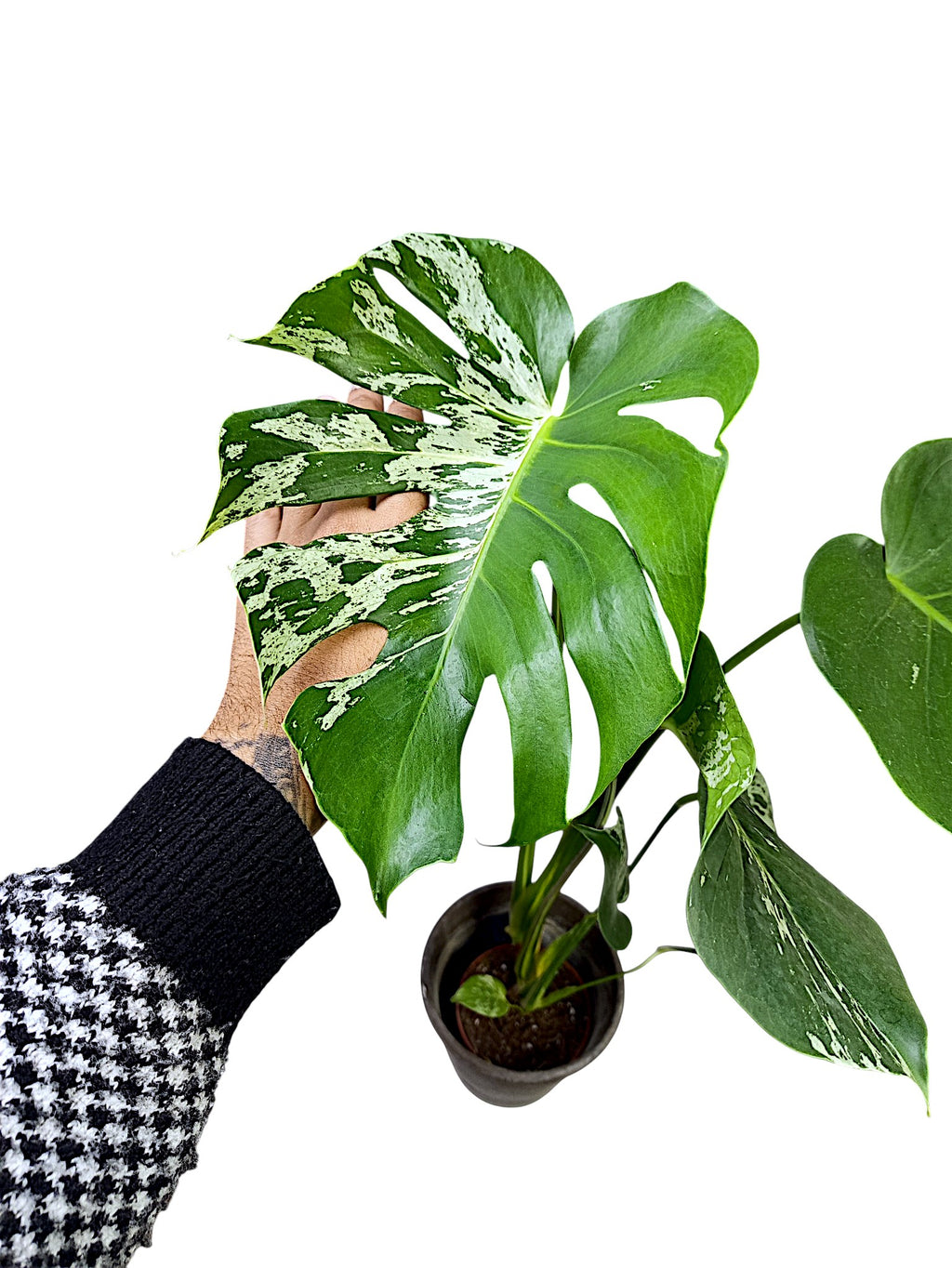 Monstera Bulbasaur Variegated