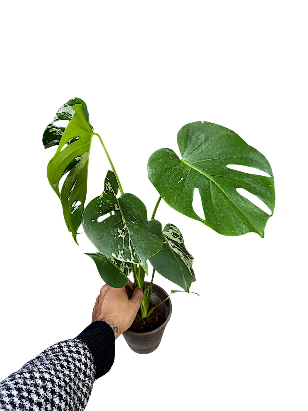 Monstera Bulbasaur Variegated