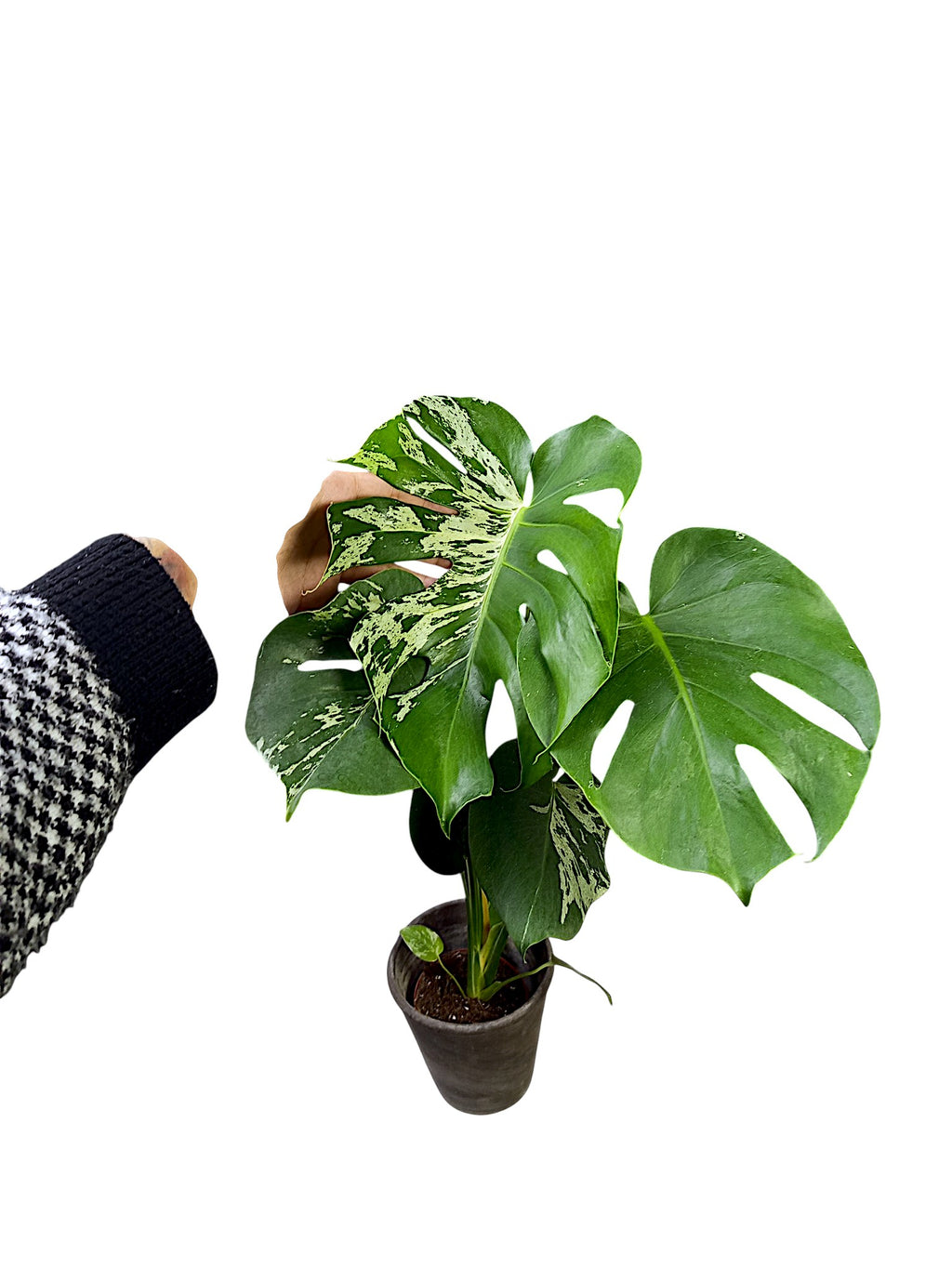 Monstera Bulbasaur Variegated