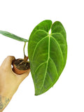 Anthurium Papillilaminum Guna Yala x BVEP