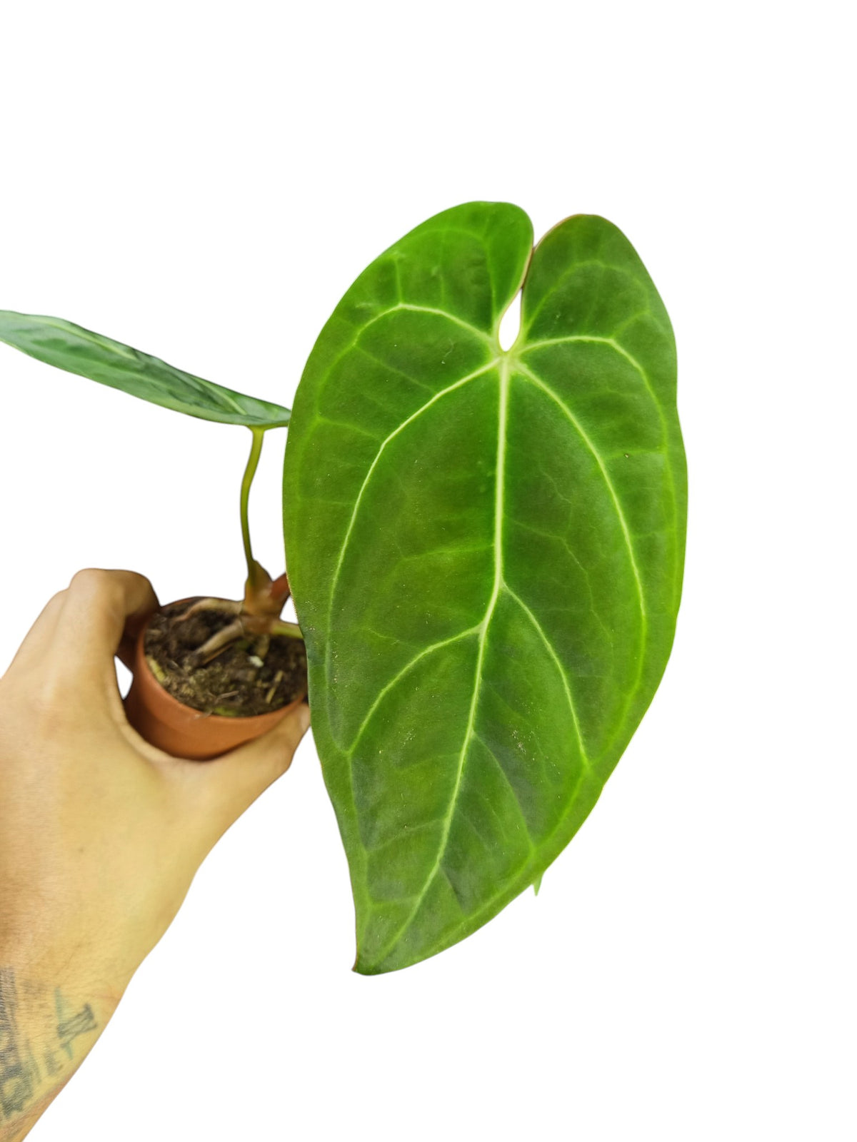 Anthurium Papillilaminum Guna Yala x BVEP