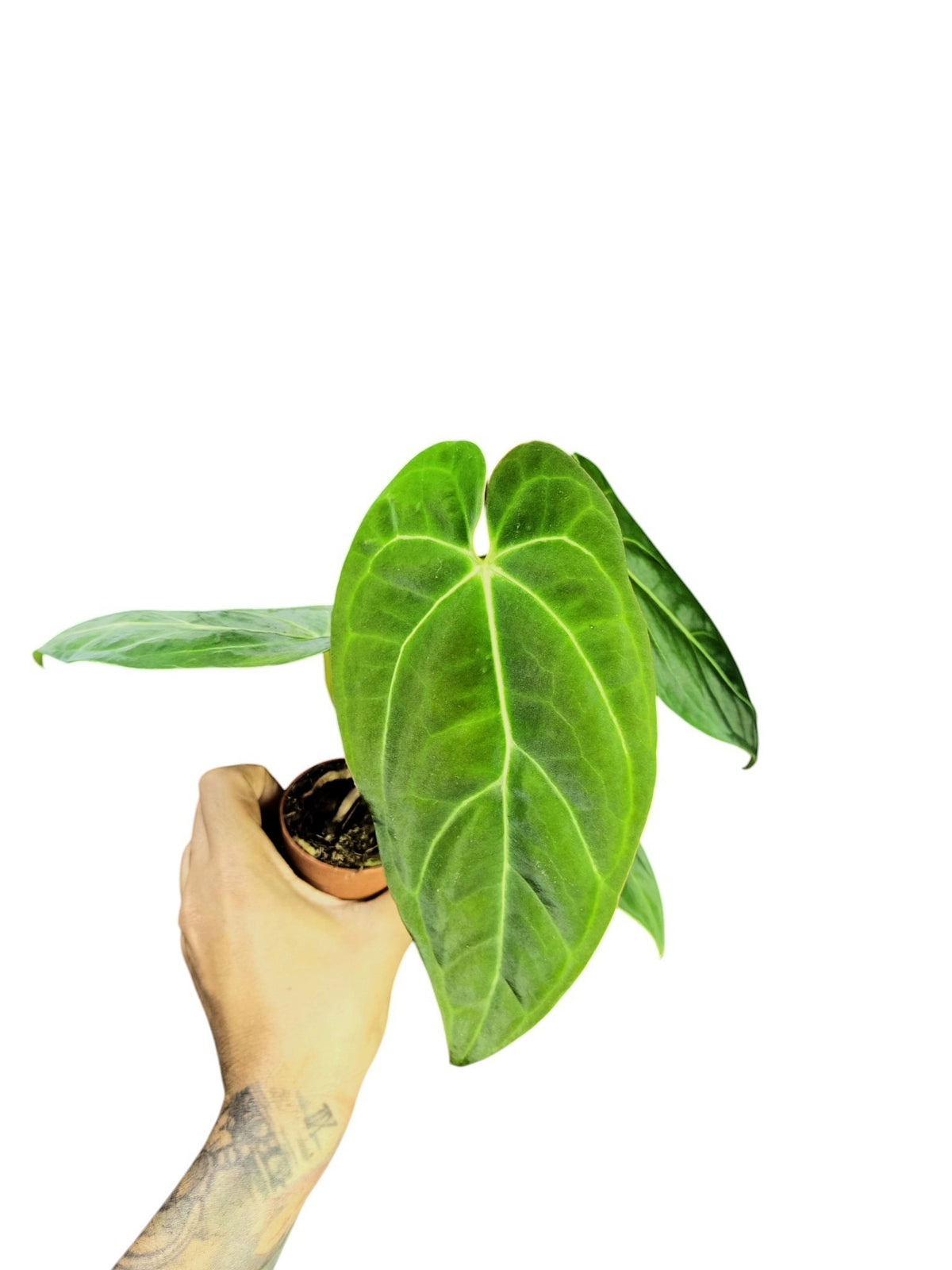 Anthurium Papillilaminum Guna Yala x BVEP