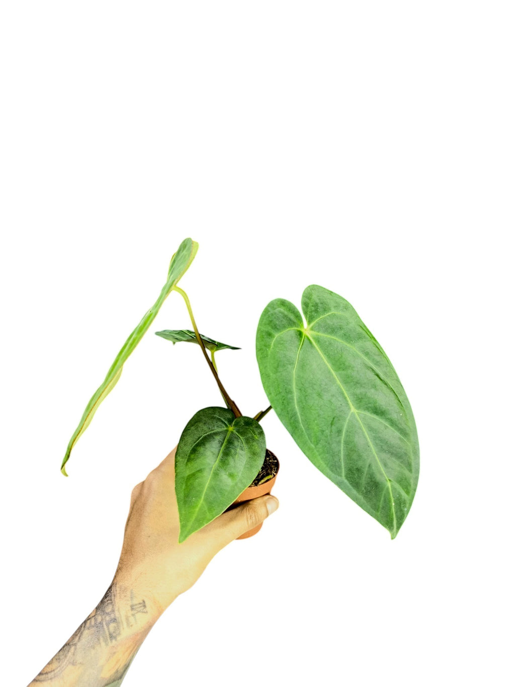 Anthurium Papillilaminum Guna Yala x BVEP