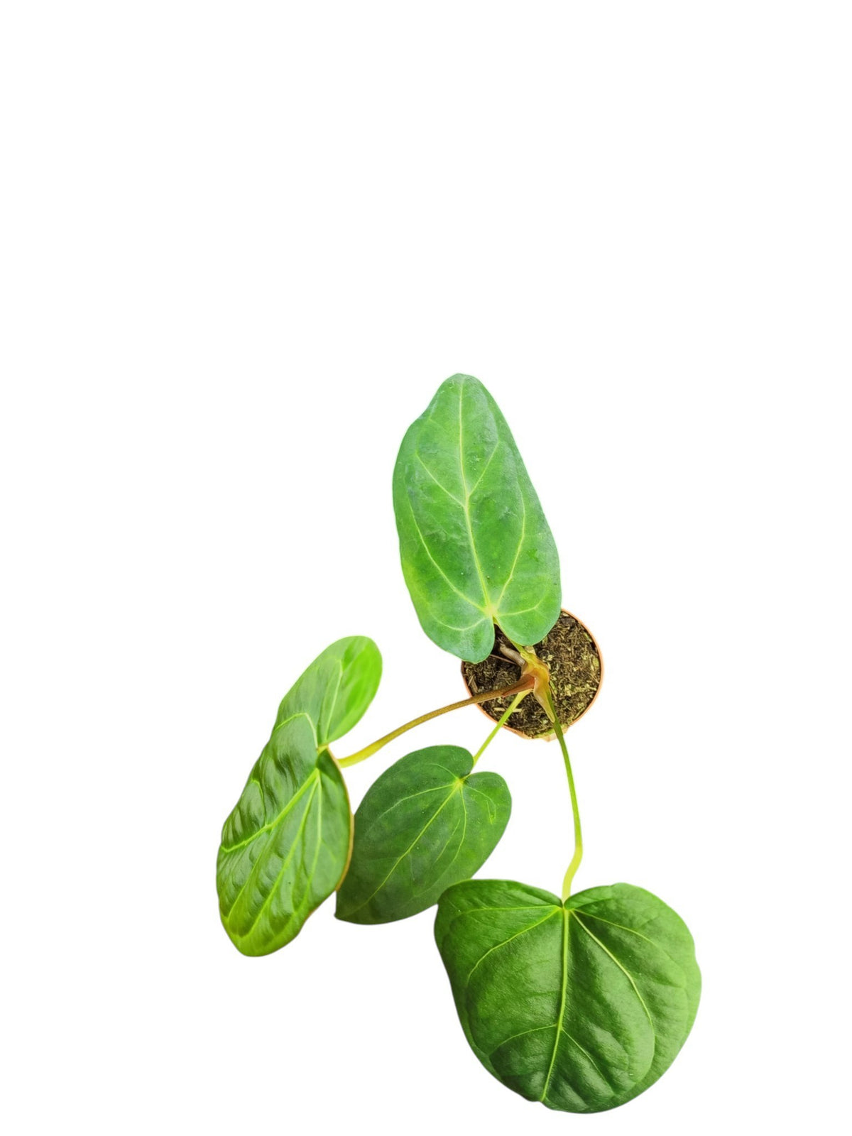 Anthurium Papillilaminum Guna Yala x BVEP