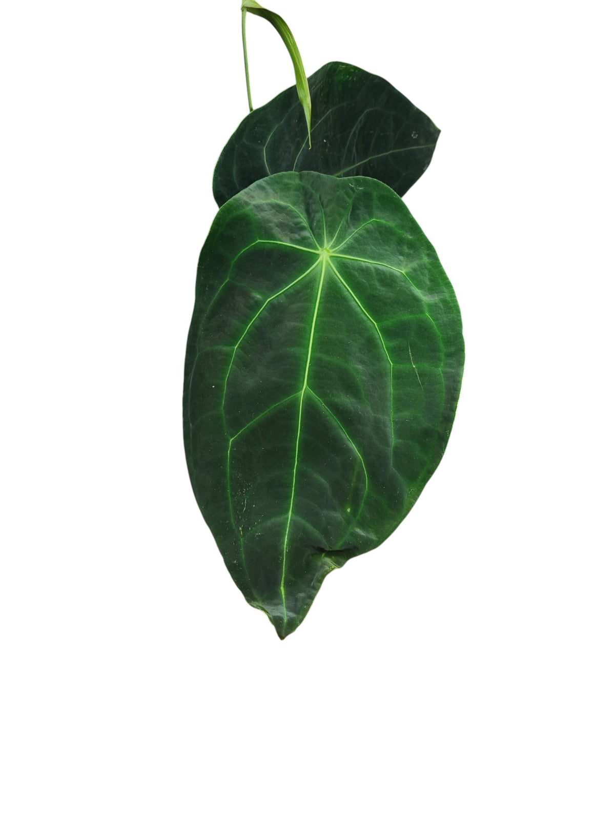Anthurium Dark Forgetii L