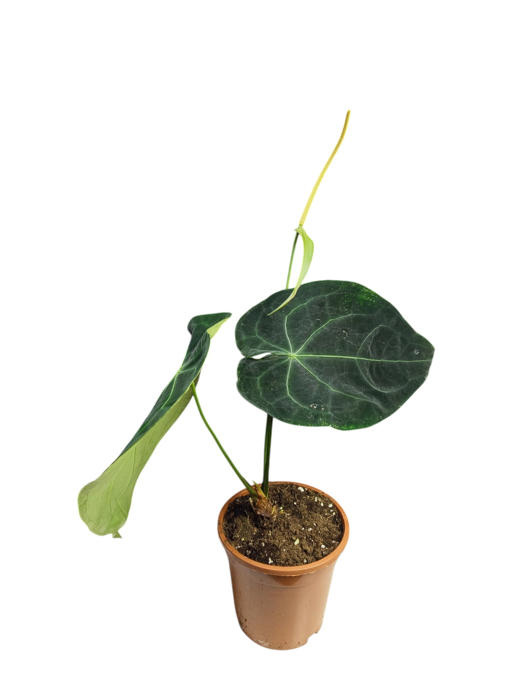 Anthurium Dark Forgetii L