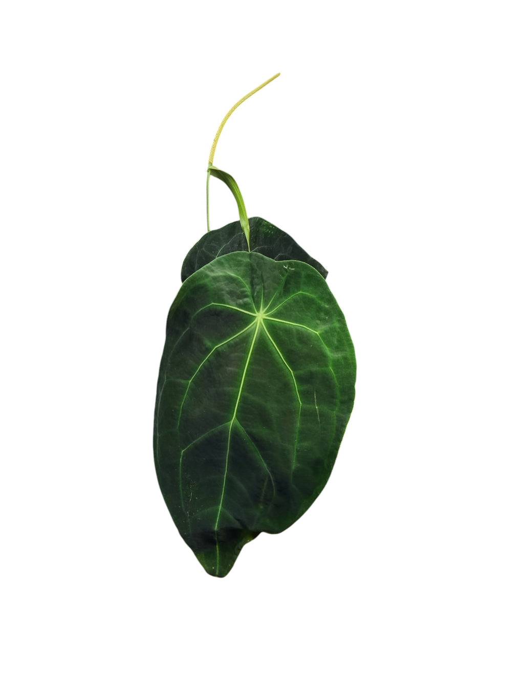 Anthurium Dark Forgetii L