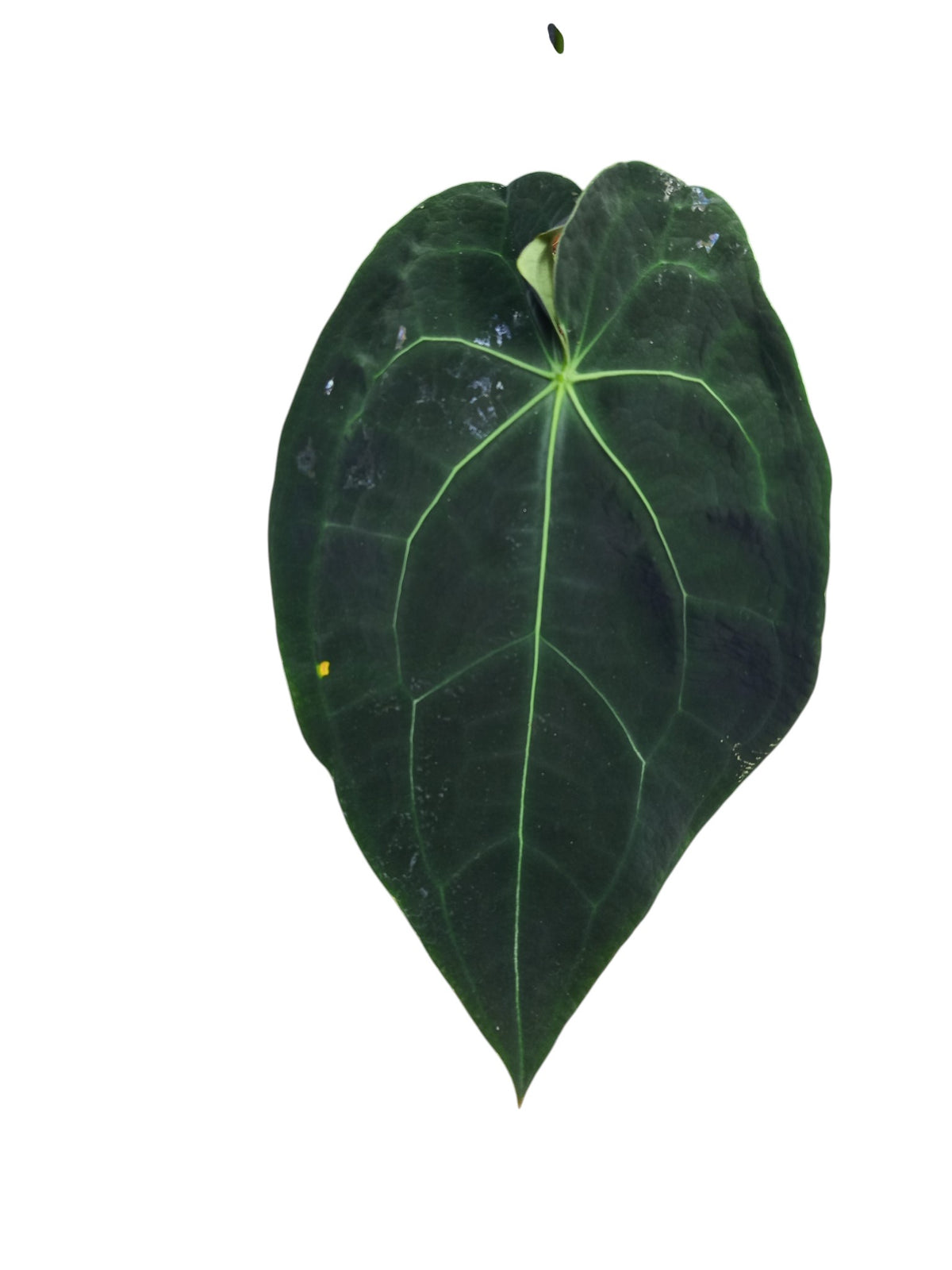 Anthurium Dark Forgetii