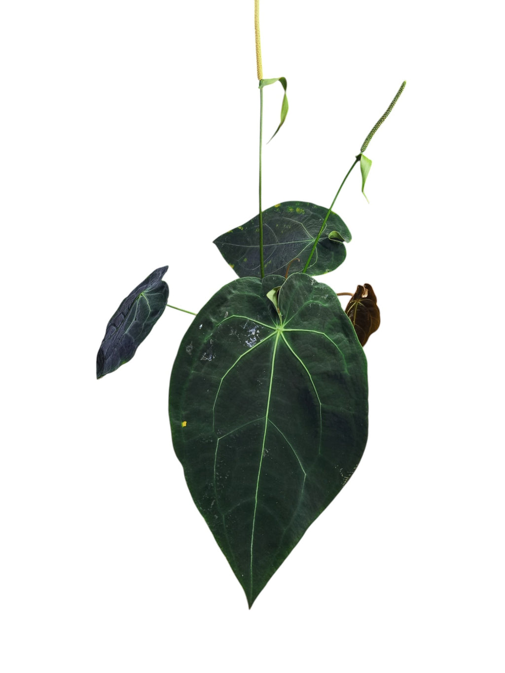Anthurium Dark Forgetii