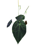 Anthurium Dark Forgetii