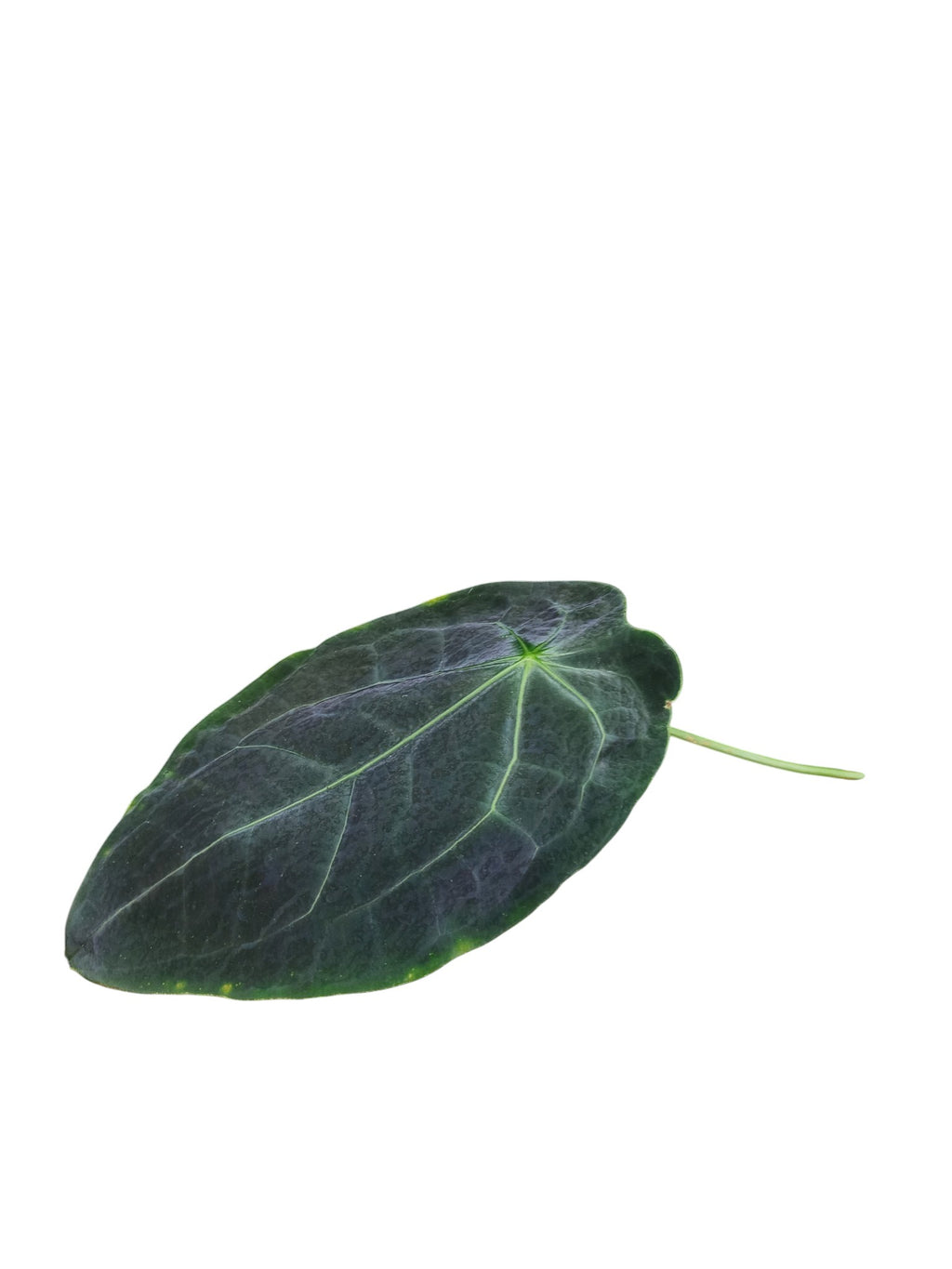 Anthurium Dark Forgetii