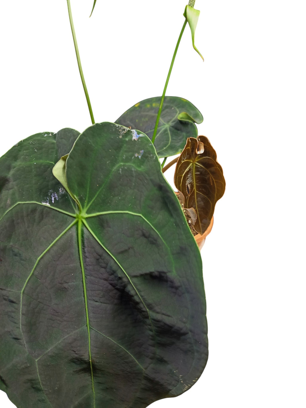 Anthurium Dark Forgetii