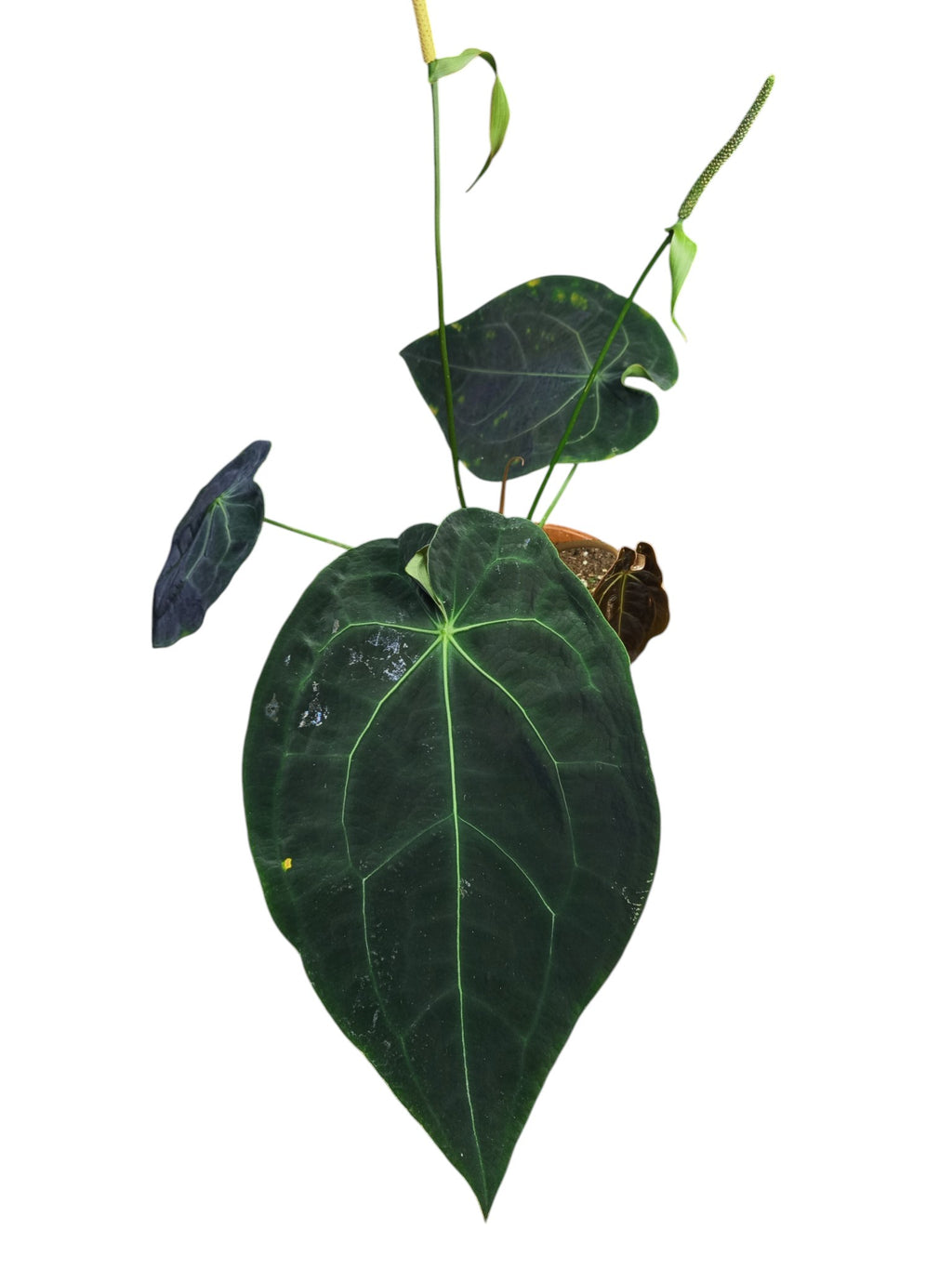Anthurium Dark Forgetii