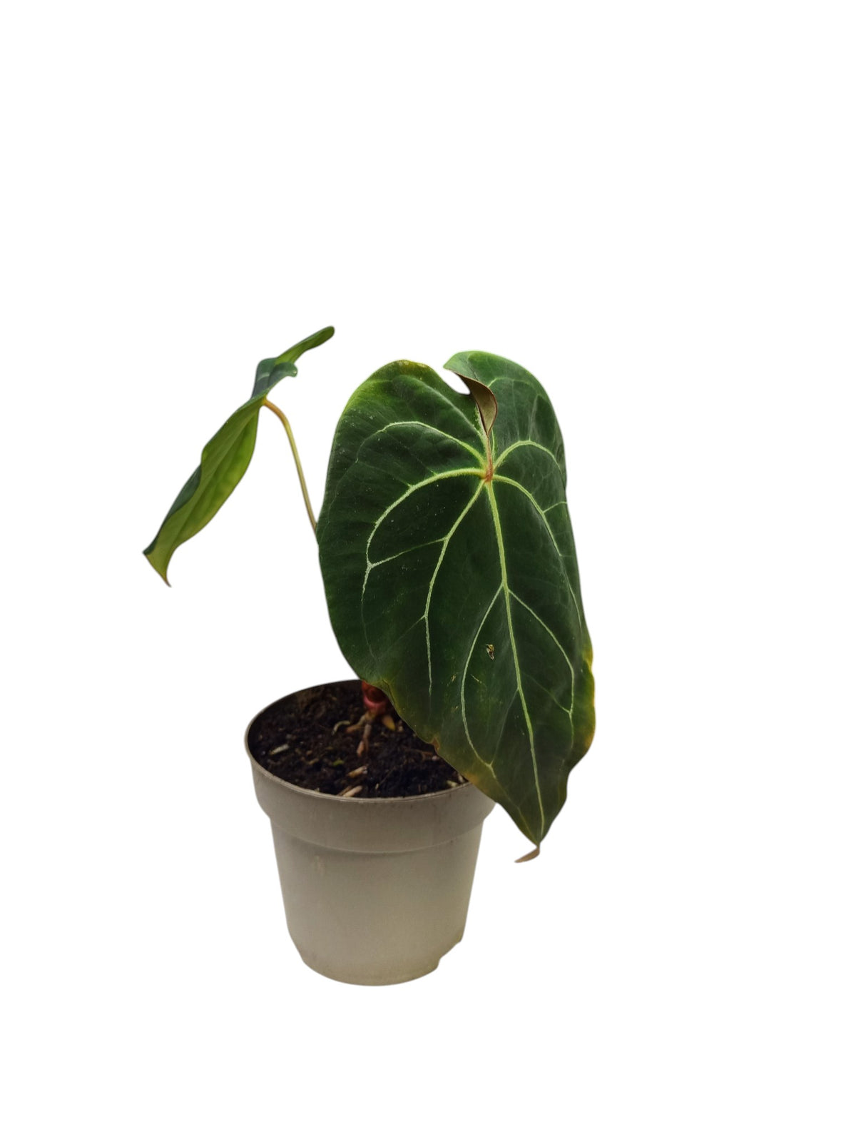 Anthurium Red Spider x Forgetii