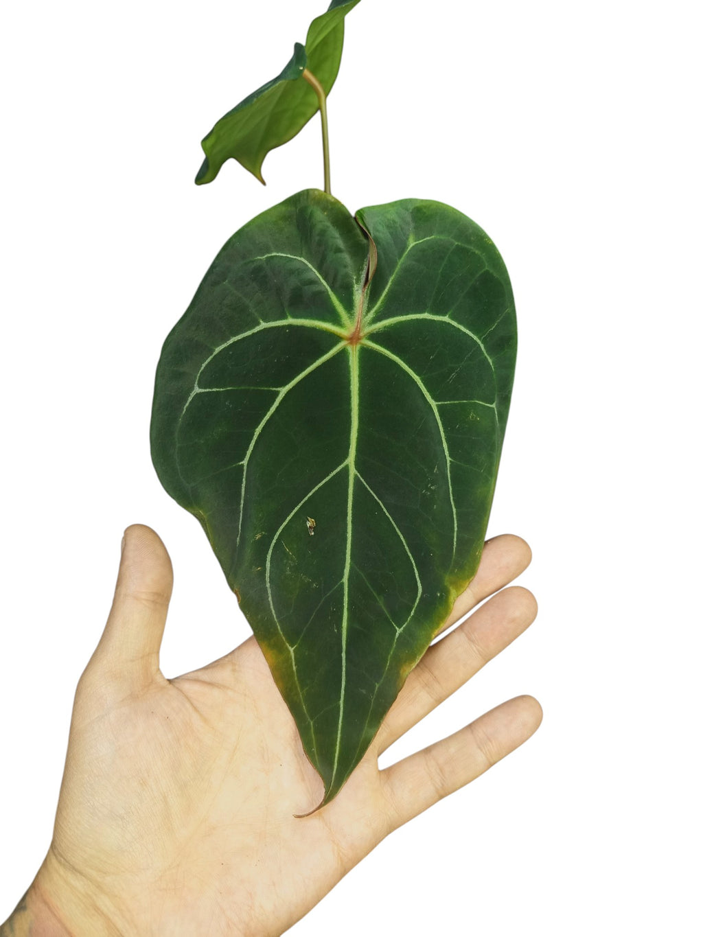 Anthurium Red Spider x Forgetii