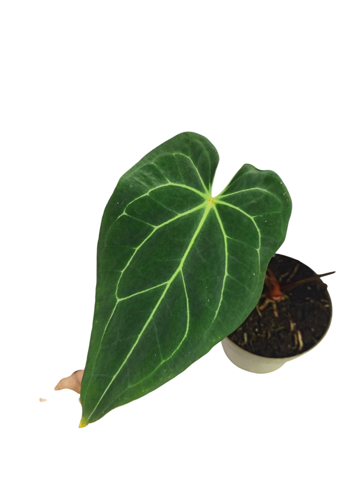 Anthurium Red Spider x Forgetii