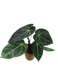 Anthurium Dark Forgetii x Mag