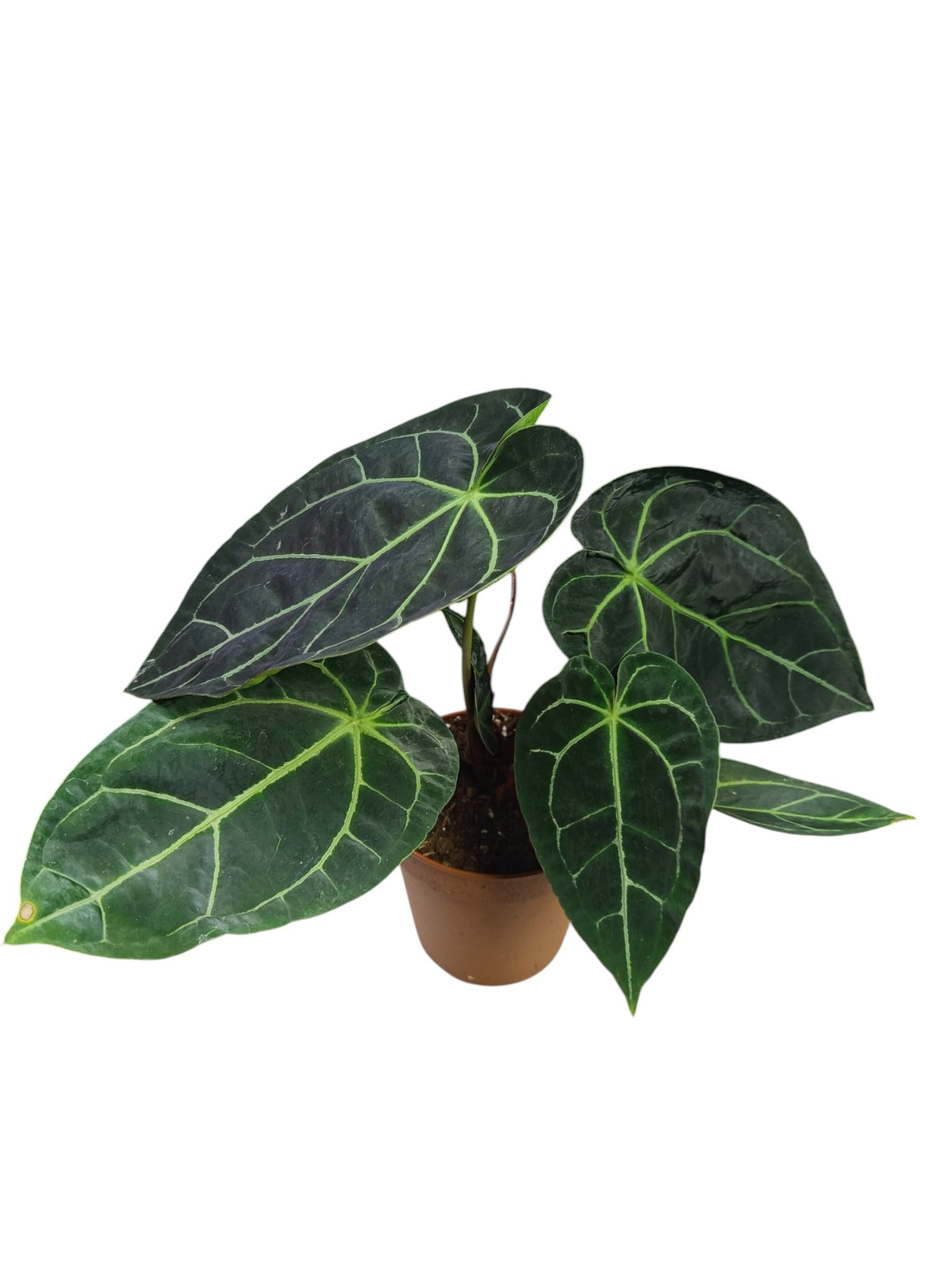 Anthurium Dark Forgetii x Mag