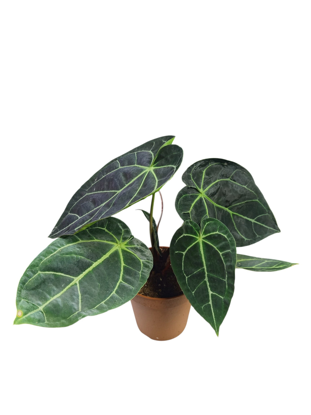 Anthurium Dark Forgetii x Mag