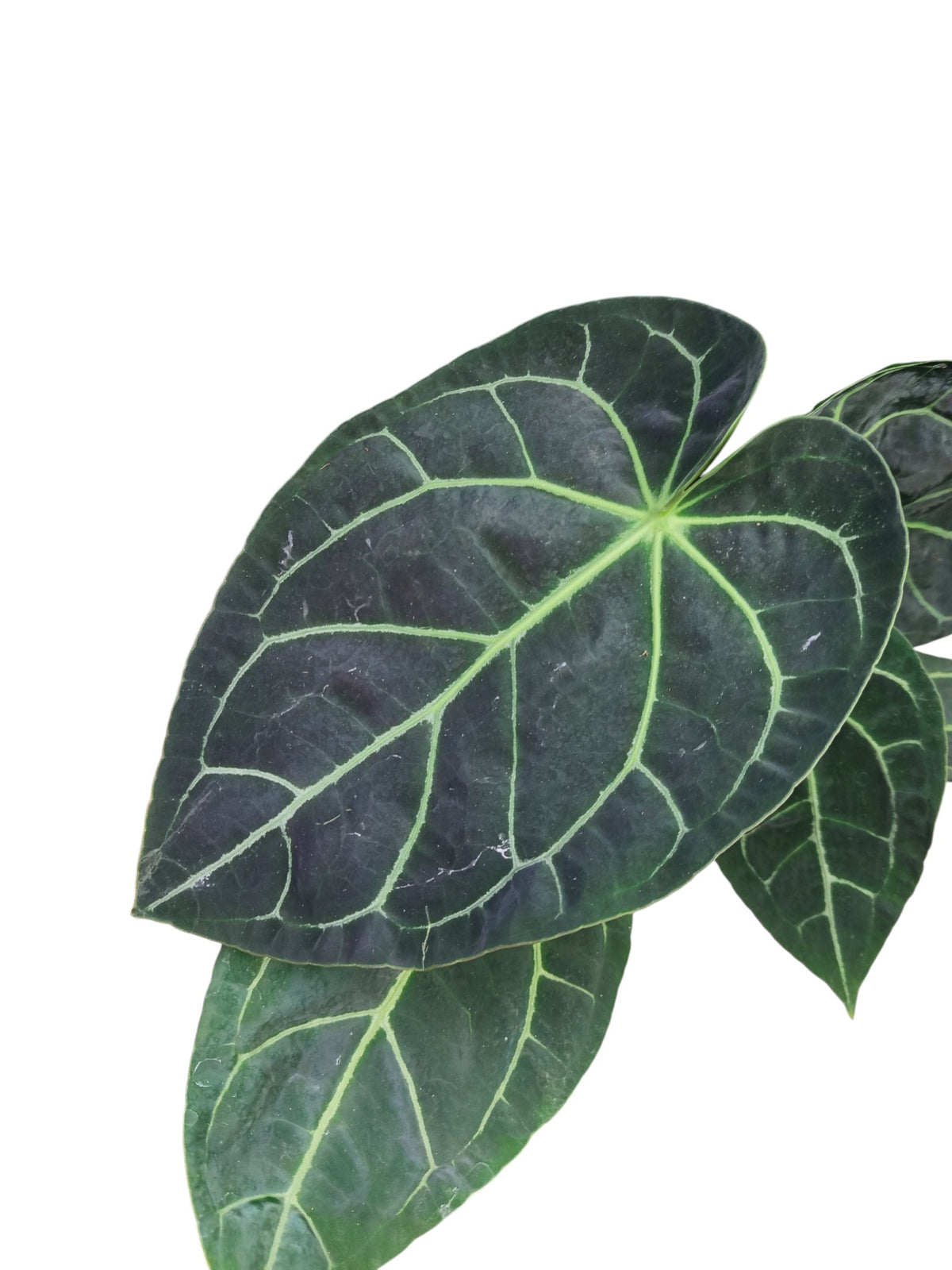 Anthurium Dark Forgetii x Mag