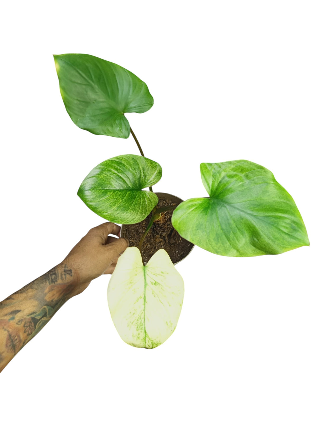 Homalomena rubescens mint